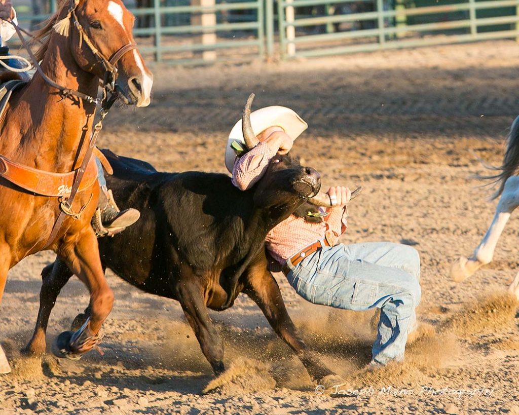 Cowboy takes down a steer.